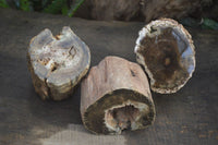 Polished on One Side Petrified Wood Branch Pieces x 2 From Gokwe, Zimbabwe