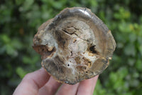 Polished on One Side Petrified Wood Branch Pieces x 2 From Gokwe, Zimbabwe