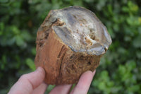 Polished on One Side Petrified Wood Branch Pieces x 2 From Gokwe, Zimbabwe