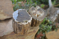 Polished on One Side Petrified Wood Branch Pieces x 2 From Gokwe, Zimbabwe