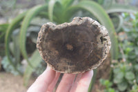 Polished on One Side Petrified Wood Branch Pieces x 2 From Gokwe, Zimbabwe