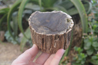 Polished on One Side Petrified Wood Branch Pieces x 2 From Gokwe, Zimbabwe