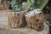 Polished on One Side Petrified Wood Branch Pieces x 2 From Gokwe, Zimbabwe