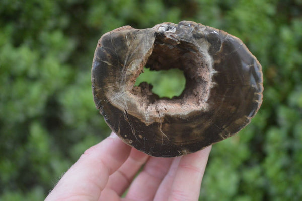 Polished on One Side Petrified Wood Branch Pieces x 2 From Gokwe, Zimbabwe