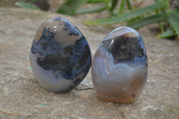 Polished Dendritic Agate Standing Free Forms x 6 From Madagascar