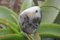 Polished Dendritic Agate Standing Free Forms x 6 From Madagascar