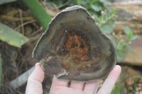 Polished Petrified Wood Slices x 6 From Gokwe, Zimbabwe