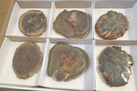 Polished Petrified Wood Slices x 6 From Gokwe, Zimbabwe