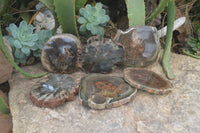 Polished Petrified Wood Slices x 6 From Gokwe, Zimbabwe