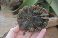 Polished Petrified Wood Slices x 6 From Gokwe, Zimbabwe