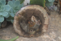 Polished Petrified Wood Slices x 6 From Gokwe, Zimbabwe