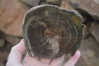 Polished Petrified Wood Slices x 6 From Gokwe, Zimbabwe