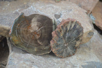 Polished Petrified Wood Slices x 6 From Gokwe, Zimbabwe