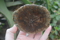 Polished Petrified Wood Slices x 6 From Gokwe, Zimbabwe