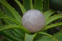 Polished Star Rose Quartz Sphere-Balls x 4 From Madagascar