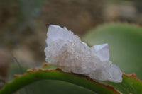 Natural Ametrine Spirit Quartz Clusters x 24 From Boekenhouthoek, South Africa