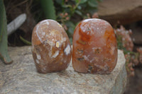 Polished Flower Agate Standing Free Forms x 2 From Madagascar