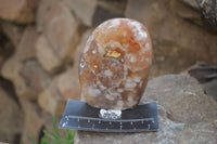 Polished Flower Agate Standing Free Forms x 2 From Madagascar