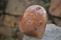 Polished Flower Agate Standing Free Forms x 2 From Madagascar