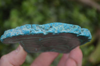 Polished Malacolla Slices x 6 From Kalukundi Mine, Congo