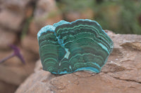 Polished Malacolla Slices x 6 From Kalukundi Mine, Congo