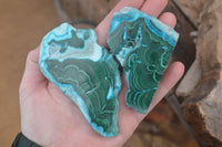 Polished Malacolla Slices x 6 From Kalukundi Mine, Congo