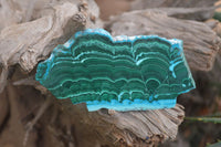 Polished Malacolla Slices x 6 From Kalukundi Mine, Congo