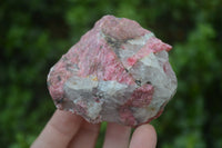 Natural Rhodonite Cobbed Specimens x 8 From Zimbabwe