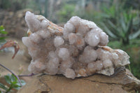 Natural Ametrine Spirit Quartz Cluster x 1 From Boekenhouthoek, South Africa