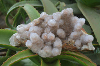 Natural Ametrine Spirit Quartz Cluster x 1 From Boekenhouthoek, South Africa