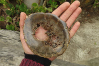 Polished Petrified Wood Slices x 6 From Gokwe, Zimbabwe