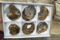 Polished Petrified Wood Slices x 6 From Gokwe, Zimbabwe