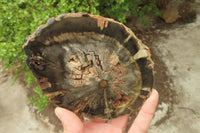 Polished Petrified Wood Slices x 6 From Gokwe, Zimbabwe