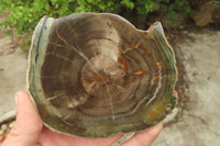 Polished Petrified Wood Slices x 6 From Gokwe, Zimbabwe