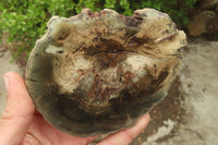 Polished Petrified Wood Slices x 6 From Gokwe, Zimbabwe