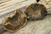 Polished Petrified Wood Slices x 6 From Gokwe, Zimbabwe