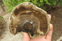 Polished Petrified Wood Slices x 6 From Gokwe, Zimbabwe