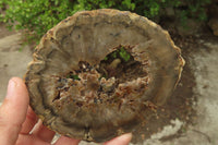 Polished Petrified Wood Slices x 6 From Gokwe, Zimbabwe