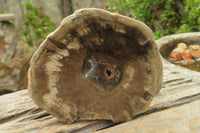 Polished Petrified Wood Slices x 6 From Gokwe, Zimbabwe