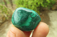 Polished Flower Banded Malachite Free Forms x 35 From Congo