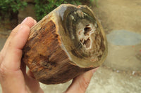 Polished on One Side Petrified Wood Branch Pieces x 3 From Gokwe, Zimbabwe