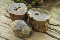 Polished on One Side Petrified Wood Branch Pieces x 3 From Gokwe, Zimbabwe