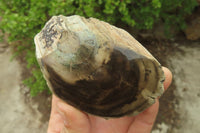 Polished on One Side Petrified Wood Branch Pieces x 3 From Gokwe, Zimbabwe