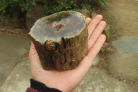 Polished on One Side Petrified Wood Branch Pieces x 3 From Gokwe, Zimbabwe