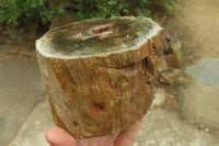 Polished on One Side Petrified Wood Branch Pieces x 3 From Gokwe, Zimbabwe