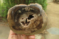 Polished on One Side Petrified Wood Branch Pieces x 3 From Gokwe, Zimbabwe