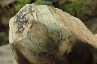 Polished on One Side Petrified Wood Branch Pieces x 3 From Gokwe, Zimbabwe