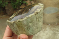 Polished on One Side Petrified Wood Branch Pieces x 3 From Gokwe, Zimbabwe