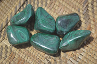 Polished Flower Banded Malachite Free Forms x 35 From Congo