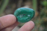 Polished Flower Banded Malachite Free Forms x 35 From Congo